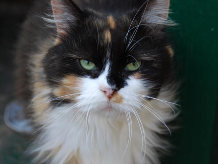 hypoallergenic cat breeds. Click here to see our reeders